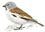 Gorrión alpino